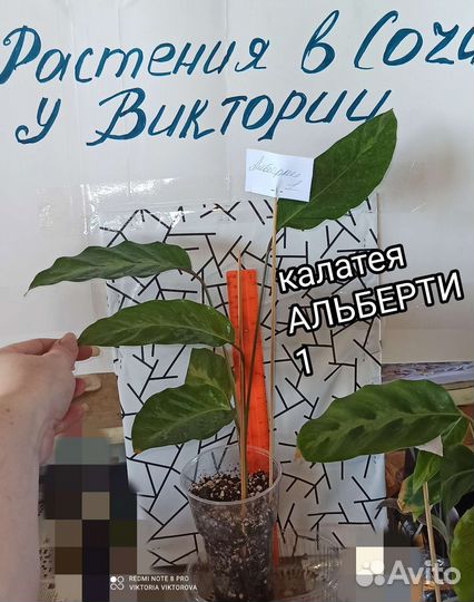 Калатеи Альберти, White Star, Маккоя