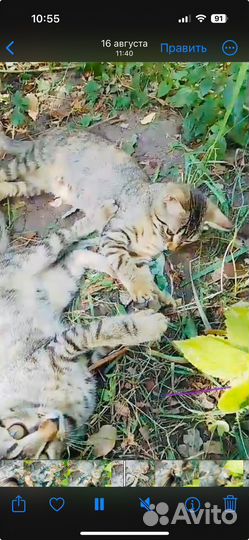 Кошечки ждут своих хозяев. Привитые