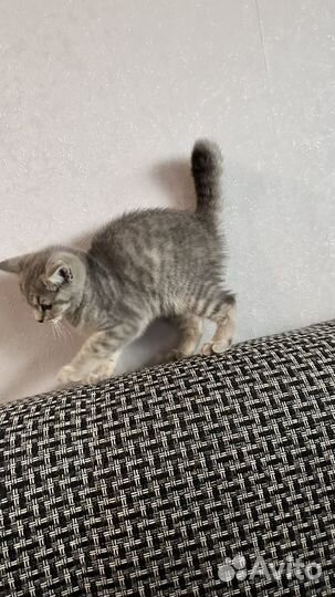 Британская кошка бесплатно