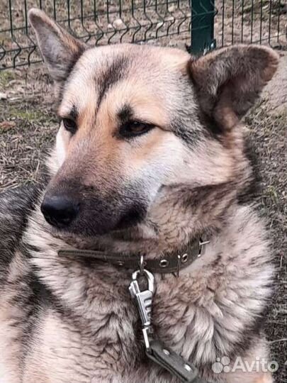Собаки бесплатно в добрые руки