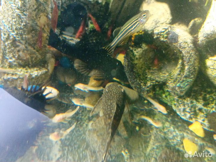 Аквариумные рыбки