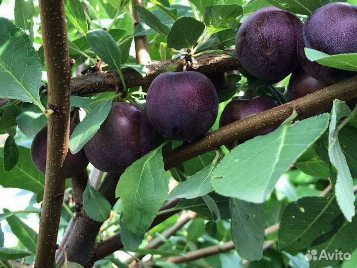 Саженцы (Опата) сливово-вишнёвого гибрида