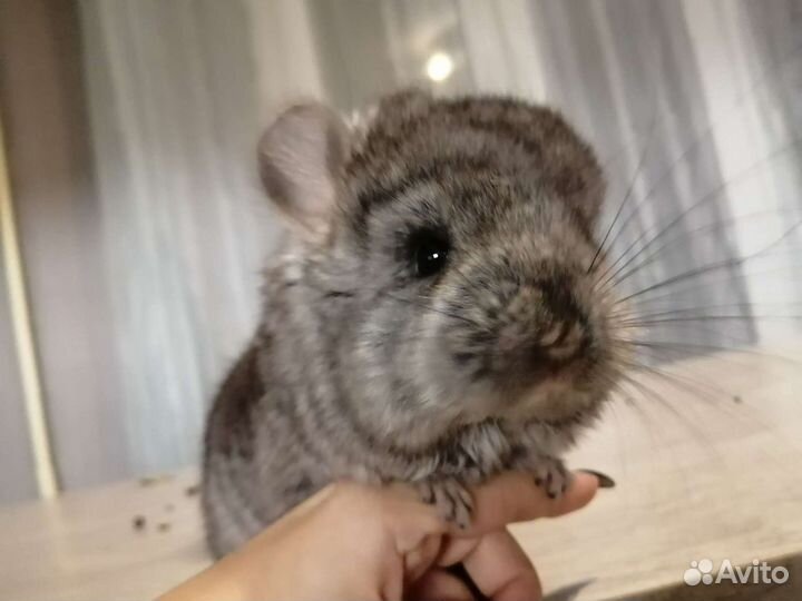 Шиншилла из домашнего питомника