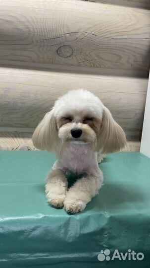 Мальтипу f1 mini