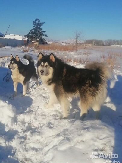Аляскинский маламут щенки