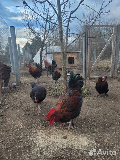 Мараны молодые