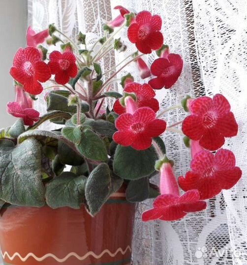 Колерия, красивая маленькая клумба