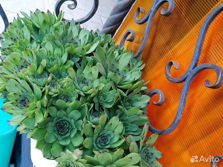 Каменная роза 20