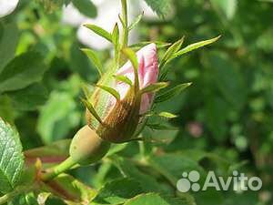 Саженцы Шиповник (Лакса) безшипный