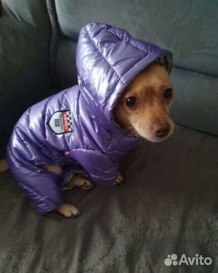 Зимний комбинезон на чихуахуа