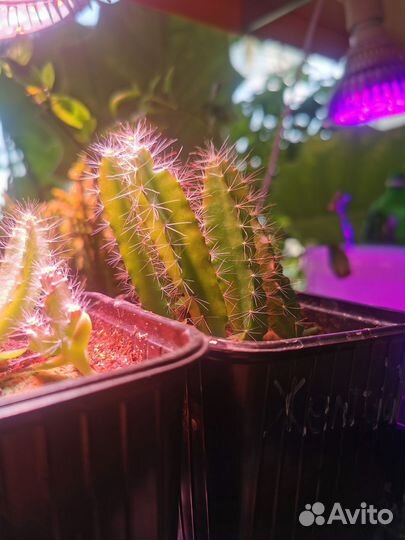 Питахайя жёлтая