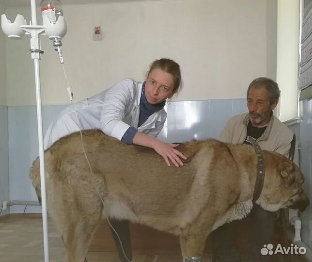 Ветеринарный врач на дом