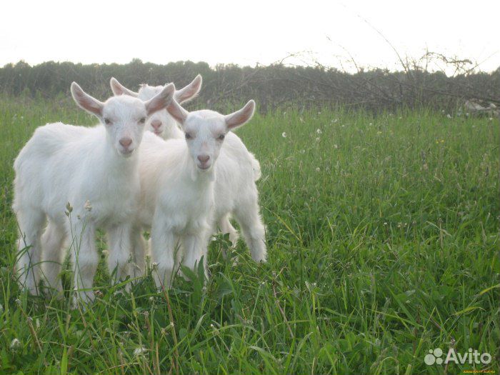 Молоко козлята козы