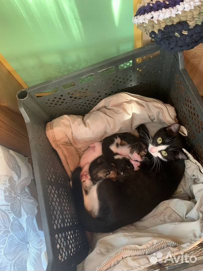 Котята в добрые руки