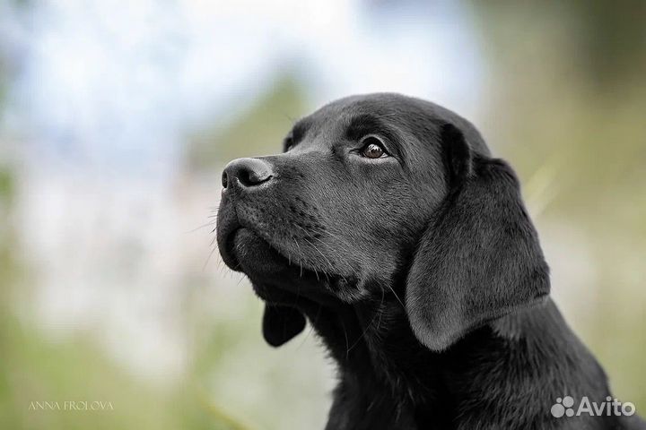 Щенки лабрадора