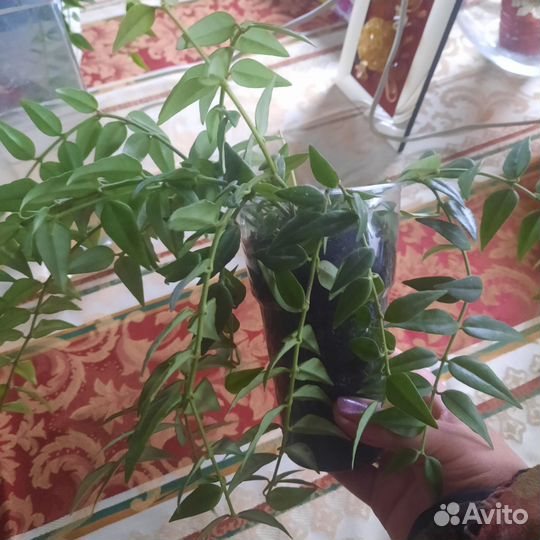 Хойя Белла