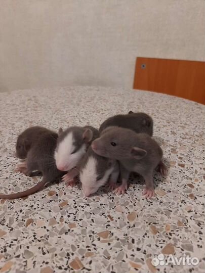 Крысята декоративные
