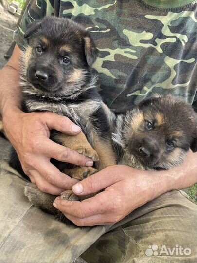 Щенки немецкой овчарки