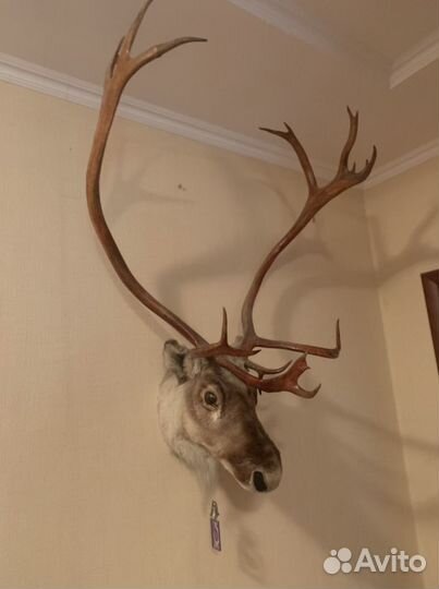 Чучело головы оленя с рогами