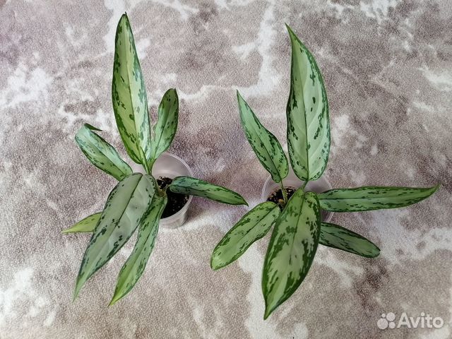 Дримиопсис макулата,колеусы,седум, Аглаонема