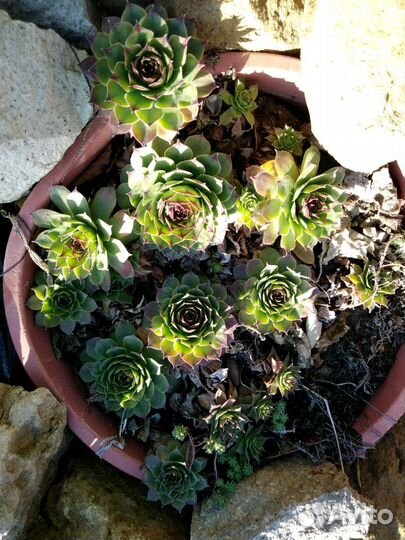 Молодило. Каменная роза