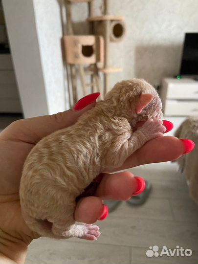 Котята девон-рекс