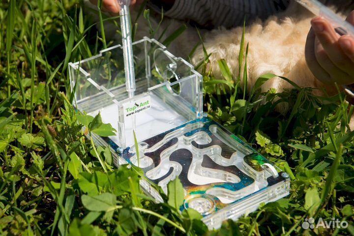 Формикарий/ Подарок для ребенка/ Муравьиная ферма