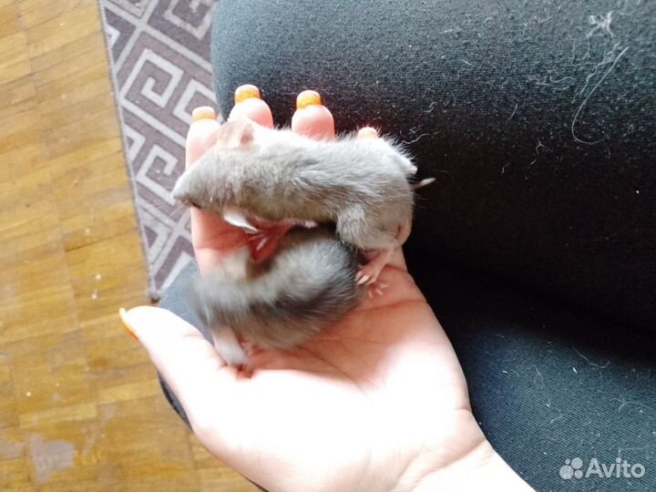 Крысята дамбо