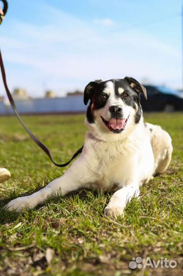 Собака Клайд в приюте