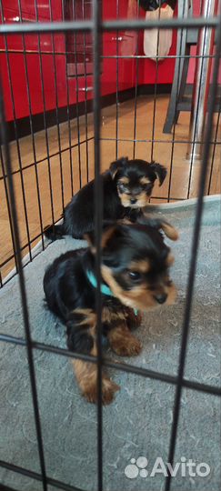 Маленькая собака