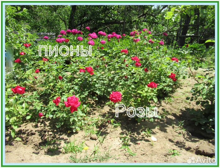 Роза. Красная. Купить цветы