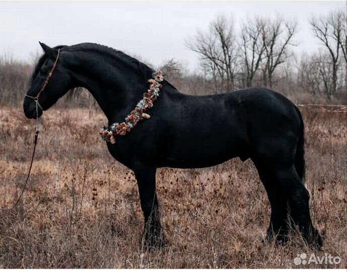 Фризский жеребец импорт Голландия