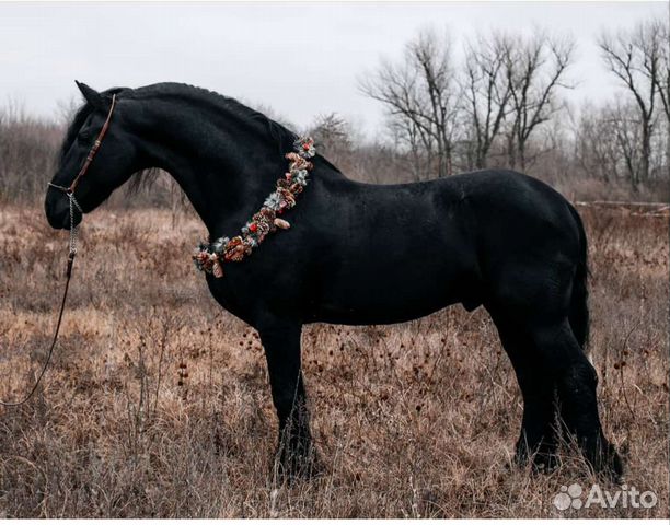 Фризский жеребец импорт Голландия