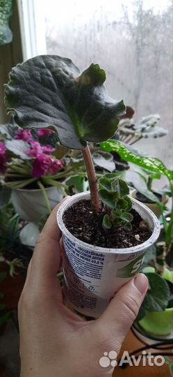 Фиалки сортовые