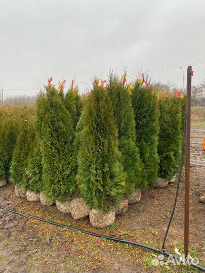 Купить Тую Смарагд в Воронеже