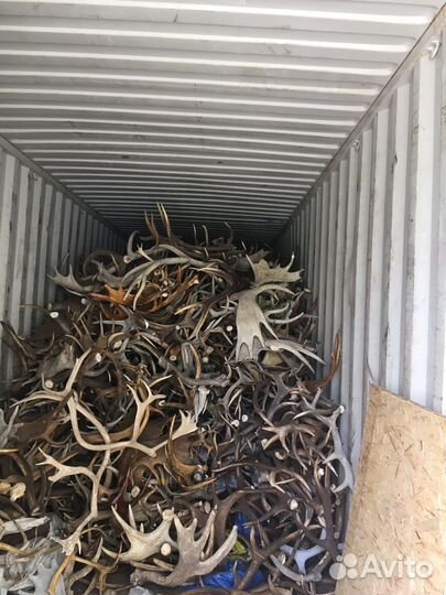 Рога лося оленя марала