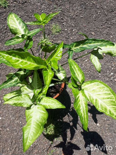 Сингониум,Замиокулькас и др