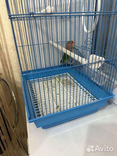Попугай неразлучник с клеткой