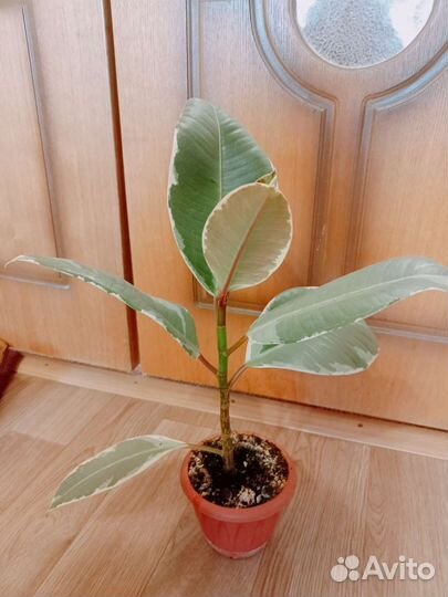 Фикус эластика тинеке