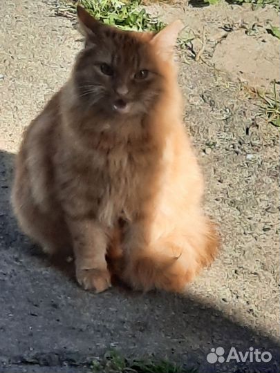 Кошка в дар бесплатно