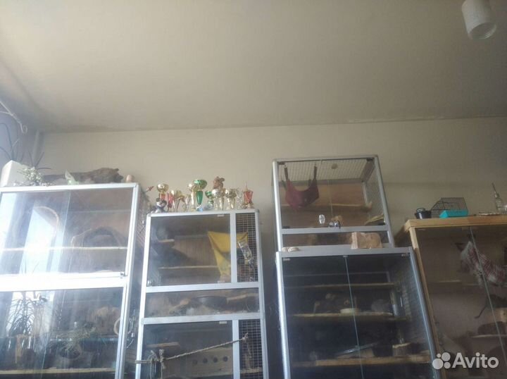 Передержка дегу, крыс, шиншилл, грызунов