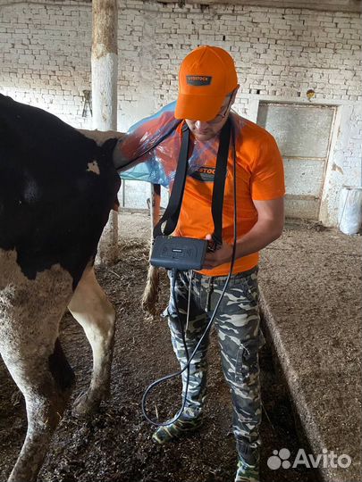 Осеменение коров, узи диагностика крс и мрс