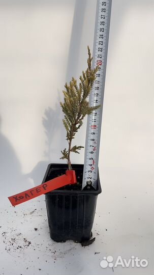 Можевельник холгер