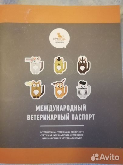 Шотландская вислоухая