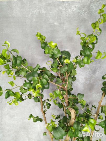 Фикус Барок букле