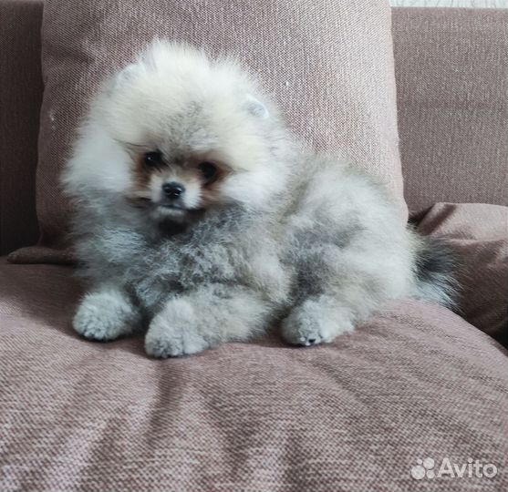 Померанский шпиц
