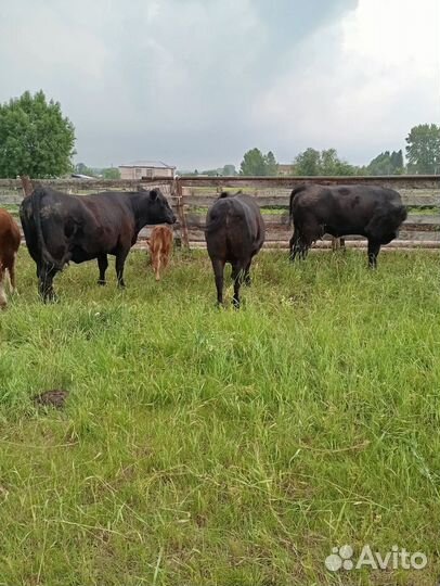 Продаются Абердин ангус