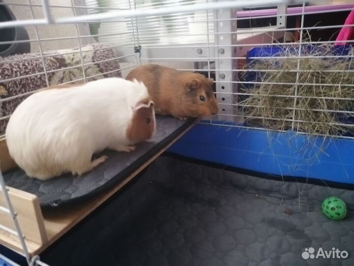 Морские свинки