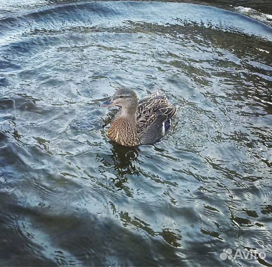 Утка подсадная для охоты