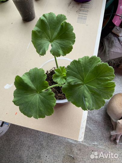 Пеларгония Denise Sutarve